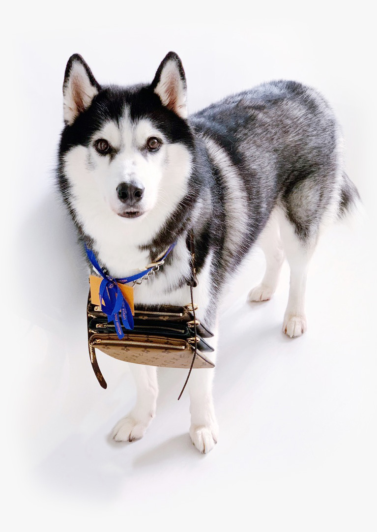 LengzAI Siberian Husky